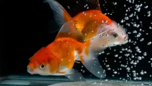 Japon Balıkları Ne Zaman Çiftleşir